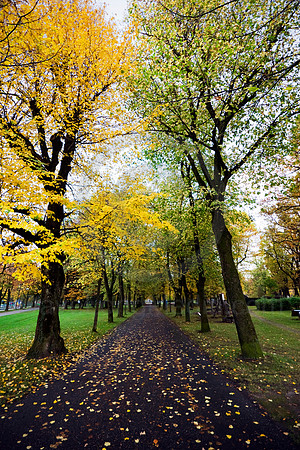 Idyllic Autumn