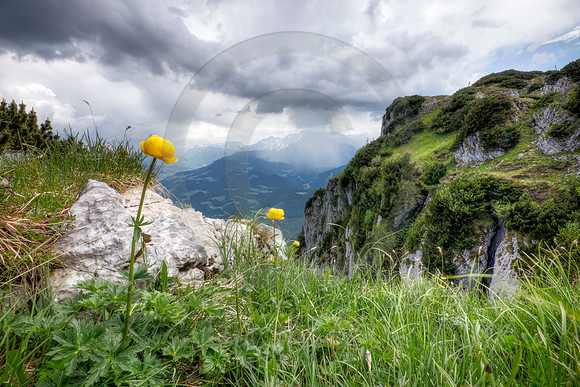 Wildflowers in the Alps