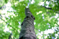 Focus on Nature