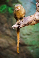 Pygmy Marmoset