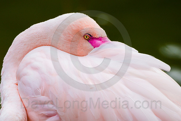 Flamingo Close-Up