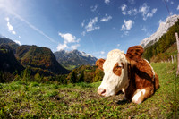 Cow in the Alps