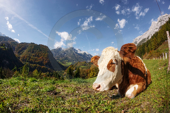 Cow in the Alps