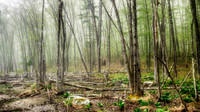 Misty Morning Wetland