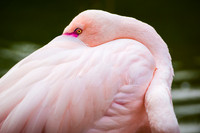 Flamingo Secret