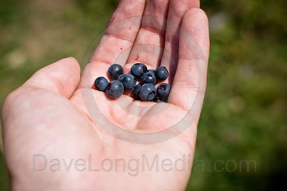 Fresh Blueberries