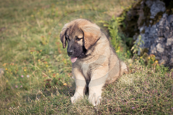 Sarplaninac Puppy