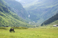Grazing in the High Alps