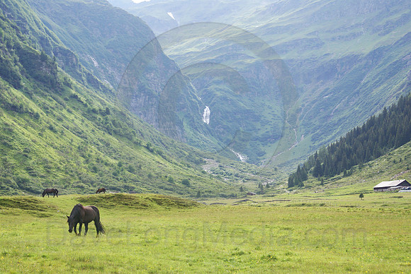 Grazing in the High Alps