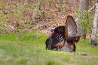 Wild Turkey in New England