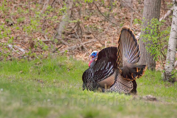 Wild Turkey in New England