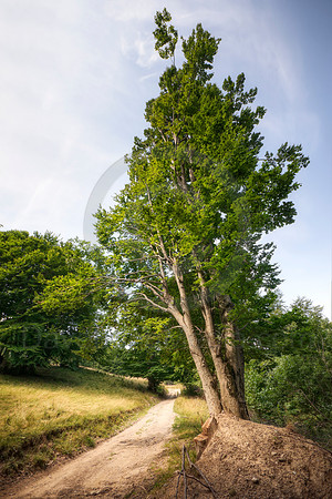 Country Road