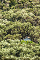 Olive Trees in Southern Europe