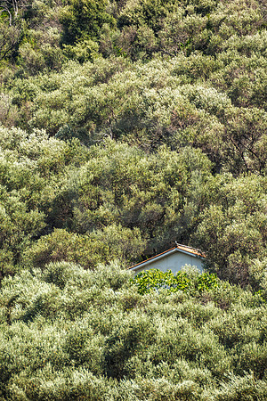 Olive Trees in Southern Europe
