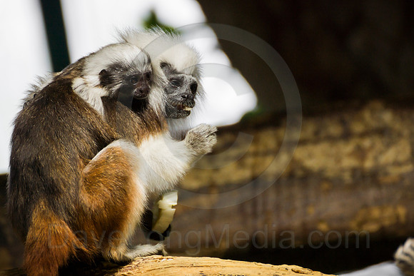 Cotton-Top Tamarin Mother and Baby