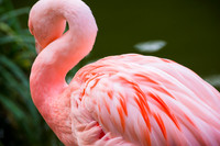 Pink Flamingo