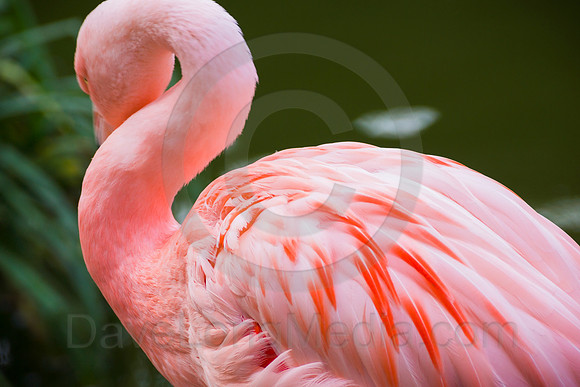 Pink Flamingo