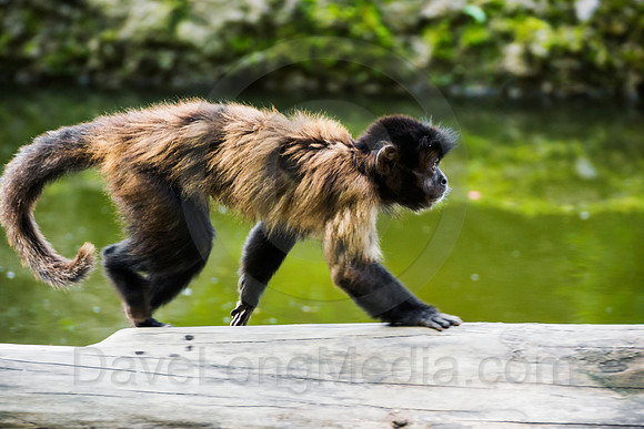 Tufted Capuchin