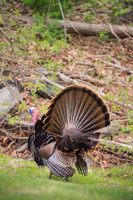 Wild Turkey in New England