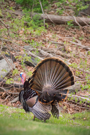 Wild Turkey in New England