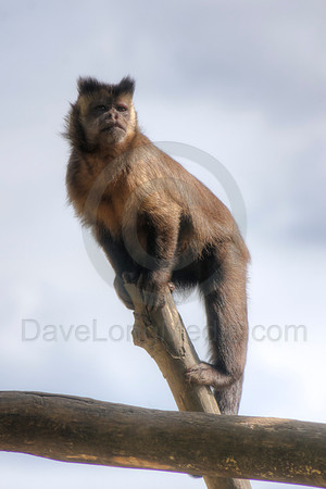 Capuchin Monkey