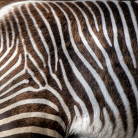 Zebra Stripes in Sunlight