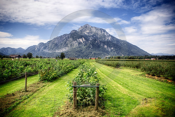 Rasperry Fields and Mountains
