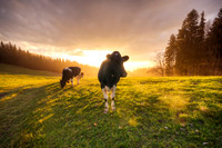 Sunset Cattle