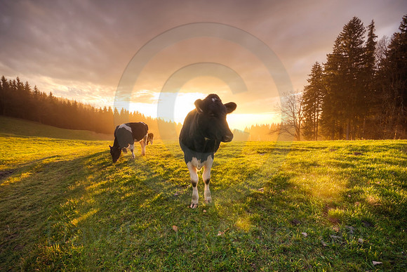 Sunset Cattle