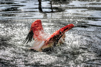 Flamingo in the Water