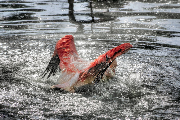 Flamingo in the Water