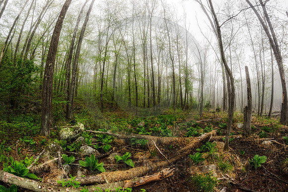 Misty Morning Wetland