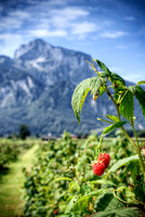 Raspberries in the Alps