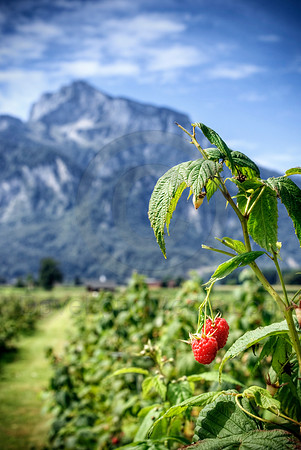 Raspberries in the Alps