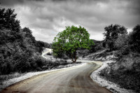 Road and Tree