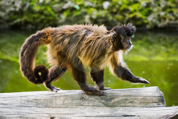 Tufted Capuchin