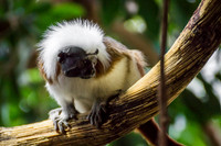 Cotton-Top Tamarin