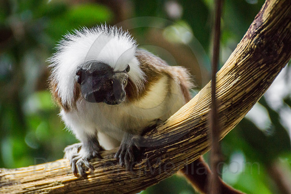 Cotton-Top Tamarin
