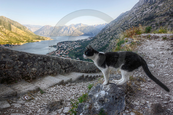 Harbor Cat Overlooking the Bay of Kotor