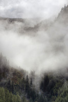 Misty Forest Morning