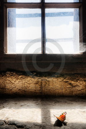Butterfly and Window