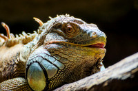 Green Iguana