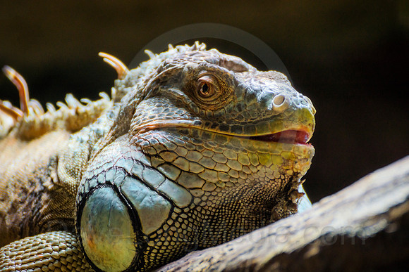 Green Iguana