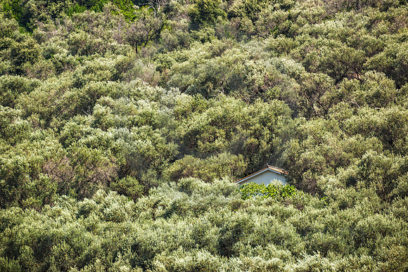 Olive Trees in Southern Europe