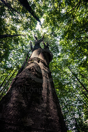 Focus on Nature