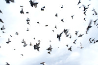 Birds in Flight