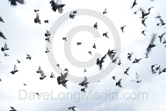 Birds in Flight