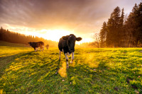 Sunset Cattle