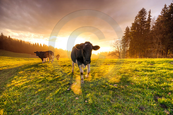 Sunset Cattle