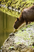 Capybara